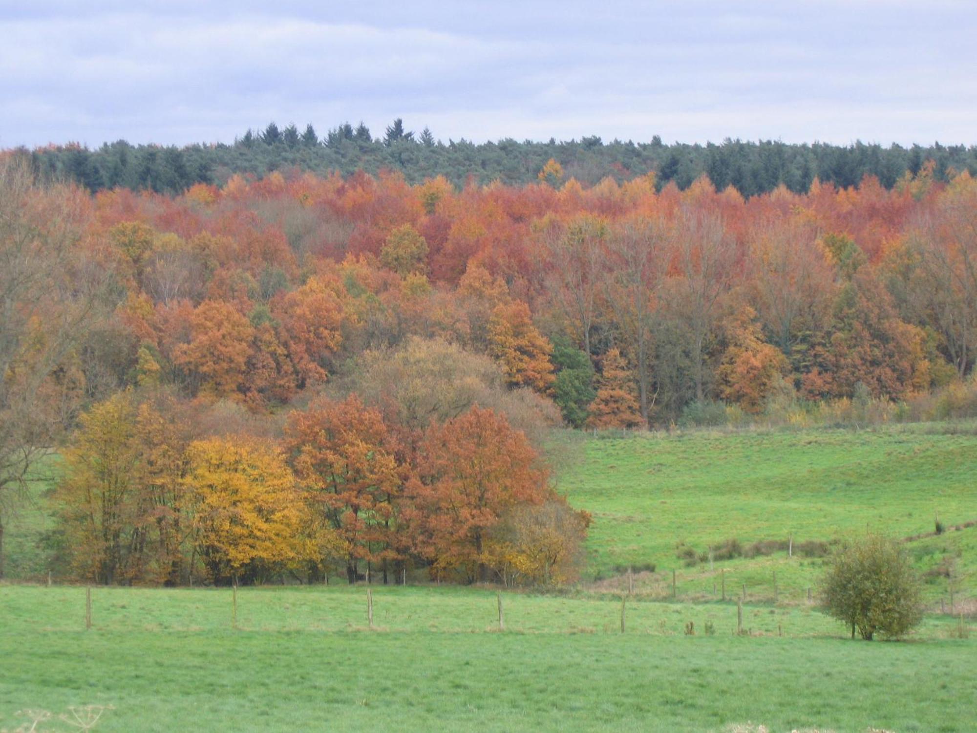 Hallerbos B&B In Bluebell Forest Halle  Kültér fotó