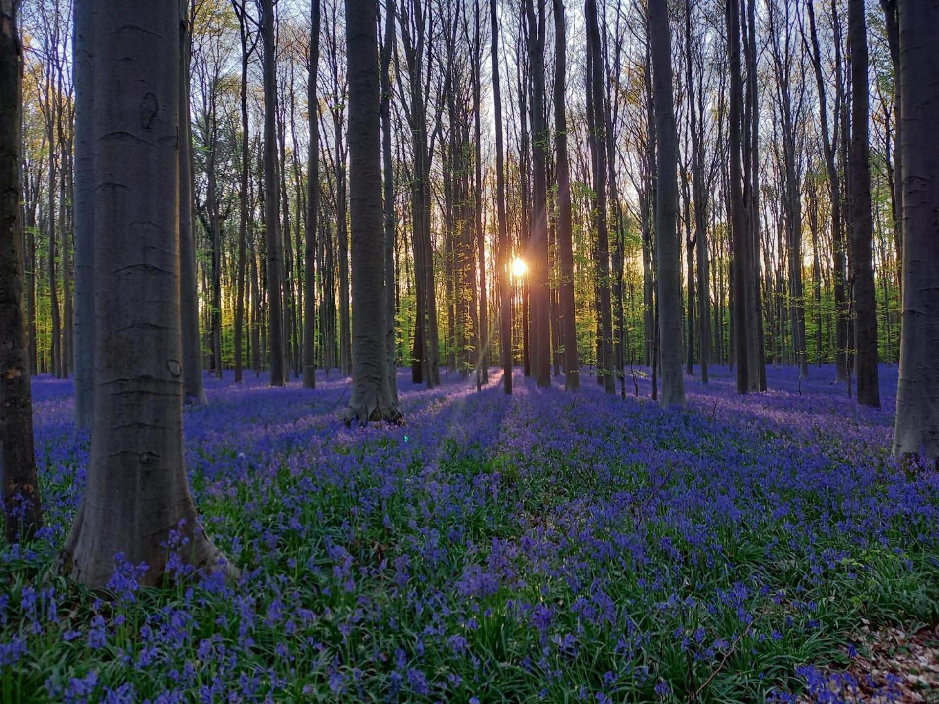 Hallerbos B&B In Bluebell Forest Halle  Kültér fotó